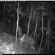 Illustration for article titled Natures Candids: The Best Wildlife Camera-Trap Photography Of 2014